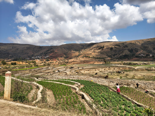 DAY 4 -  Madagascar wine